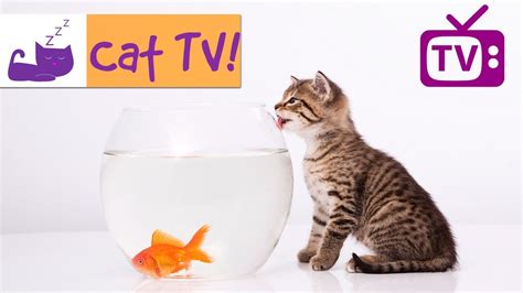 videos for cats fish|calming fish videos for cats.